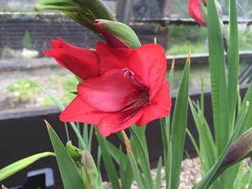 Gladiolus flanaganii